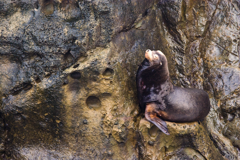 California Sealion